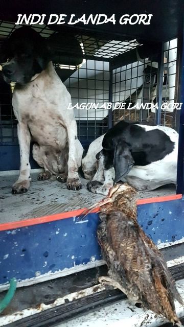 de landa gori - INDI et LAGUN AB DE LANDA GORI :Chasse à la bécasse LANDES !