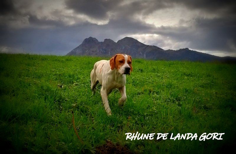 de landa gori - RHUNE DE LANDA GORI :Chasse perdreaux rouges montagnes BASQUES !