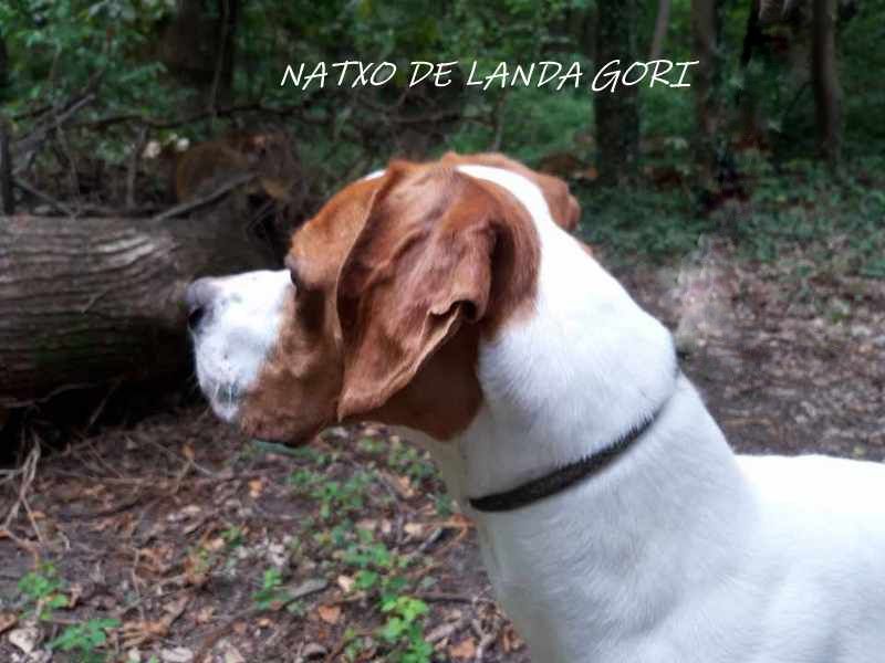 de landa gori - NATXO DE LANDA GORI 2eme EXCELLENT couple GT