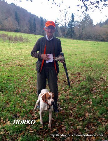 de landa gori - HURKO DE LANDA GORI..Chasse à la bécasse Bretagne !!