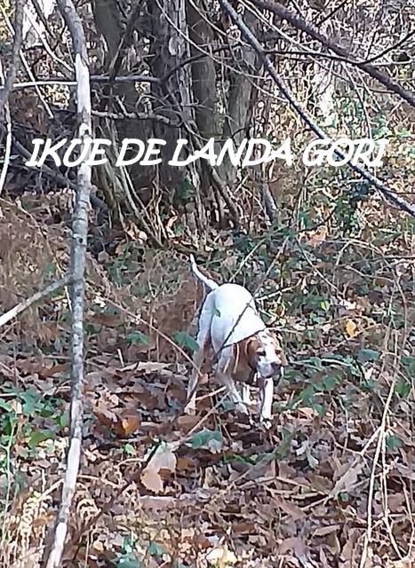 de landa gori - IKUE DE LANDA GORI :Chasse bécasse ;HAUTES PYRENEES !