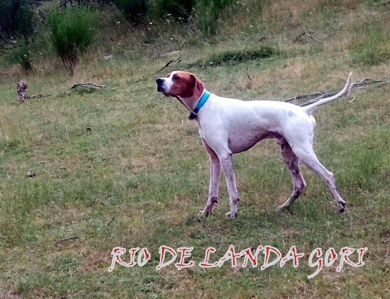 de landa gori - RIO DE LANDA GORI :Chasse Bécasse Perdreaux rouges PAYS BASQUE SUD !