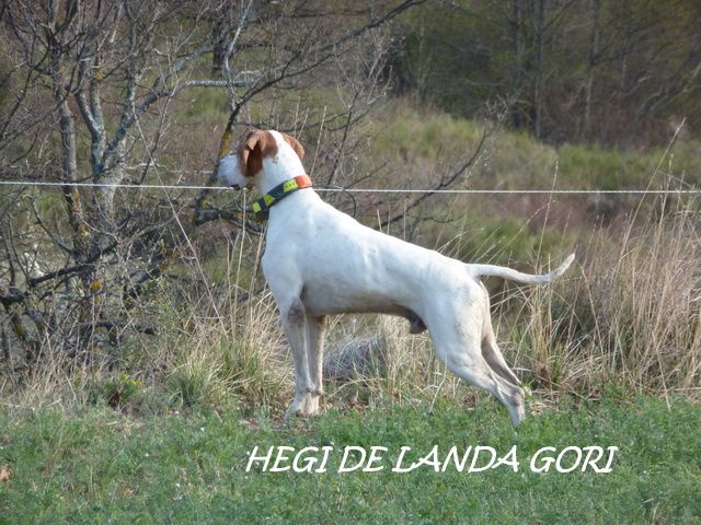 de landa gori - HEGI DE LANDA GORI :Entraînement perdrix montagne ALPES