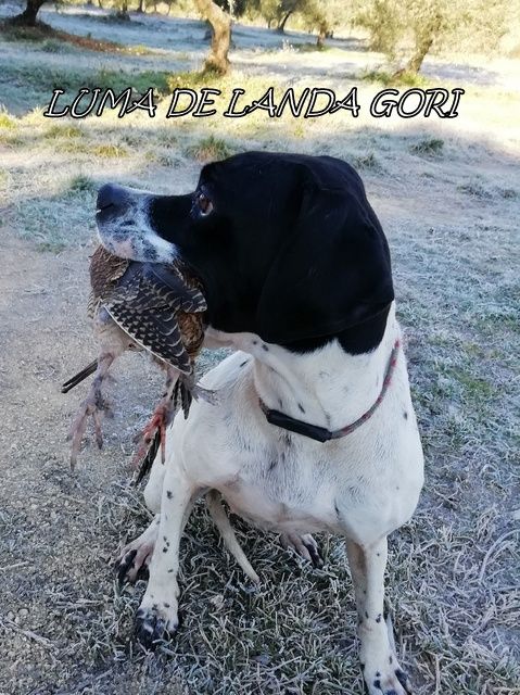 de landa gori - LUMA DE LANDA GORI :Chasse la bécasse dans le SUD EST ..!