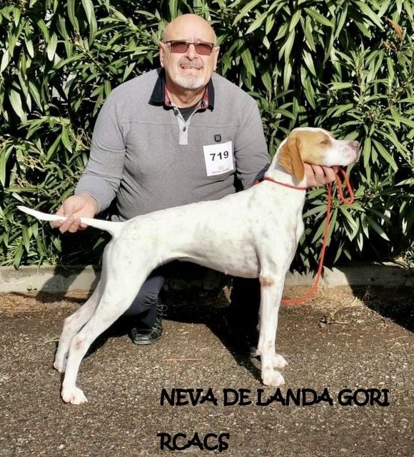 de landa gori - NEVA DE LANDA GORI 1er EXCELLENT RCACS  PERPIGNAN 