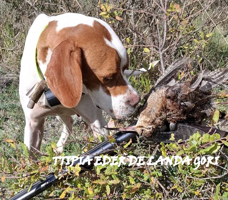 de landa gori - TTIPIA EDER DE LANDA GORI/Chasse la bécasse/montagnes BASQUES