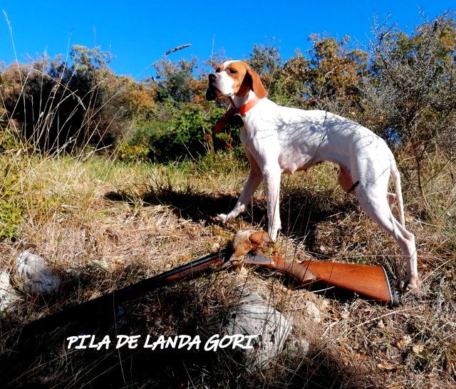 de landa gori - PILA DE LANDA GORI ;Chasse la bécasse LANDES !