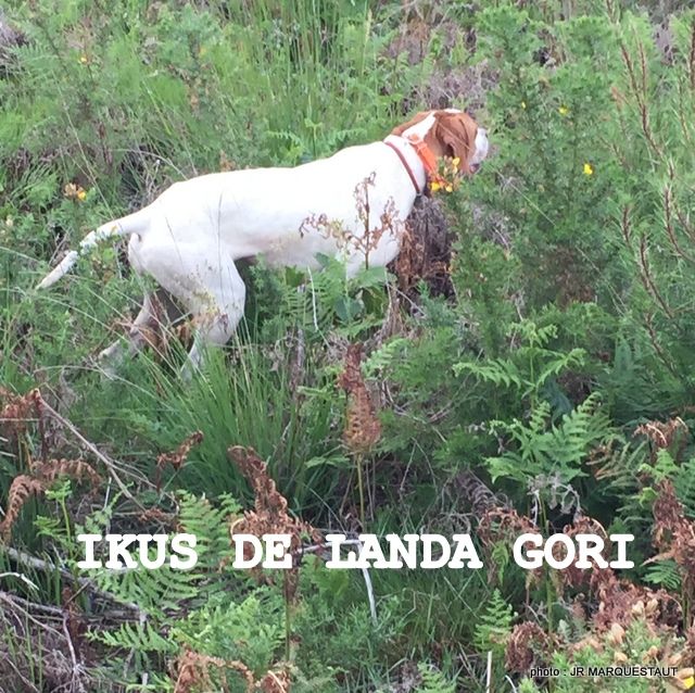 de landa gori - IKUS DE LANDA GORI...Training !!!