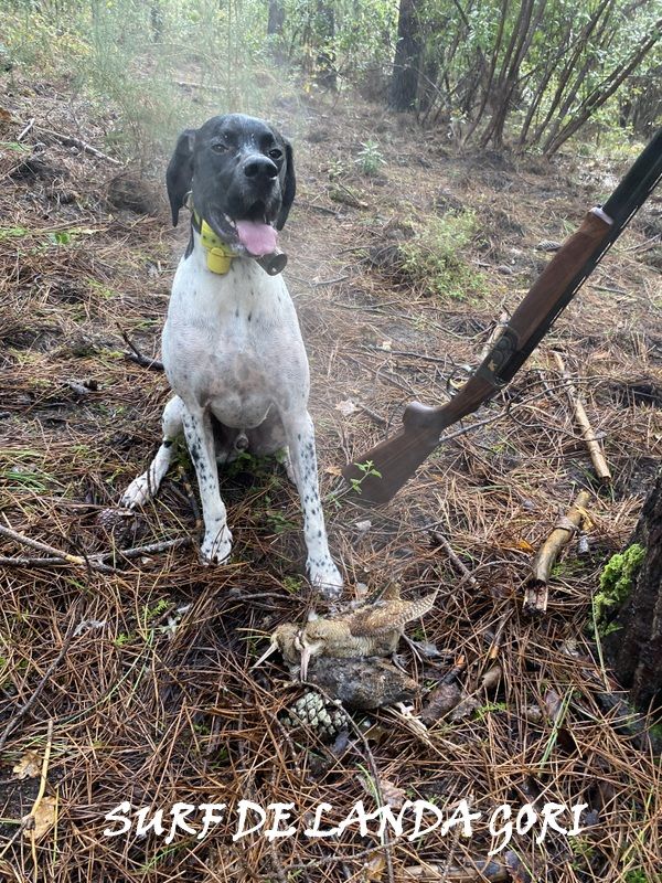 de landa gori - SURF DE LANDA GORI :Chasse la bécasse dans les LANDES !..