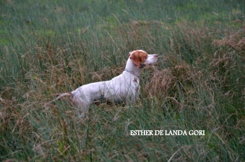 de landa gori - ESTHER DE LANDA GORI...Chasse bécassines !!