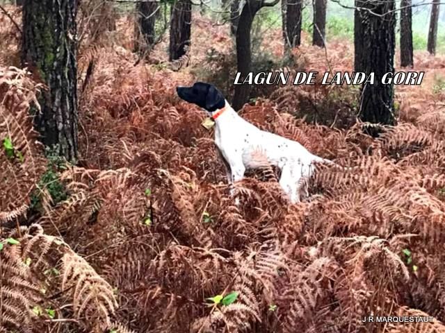 de landa gori - LAGUN DE LANDA GORI : Chasse à la bécasse !!!