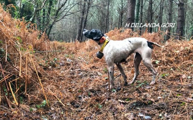 de landa gori - H DE LANDA GORI :Chasse la bécasse LANDES ..!