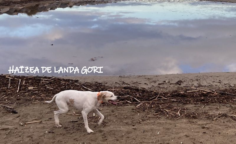 de landa gori - HAIZEA DE LANDA GORI :Chasse la bécasse CANTAL et voeux !