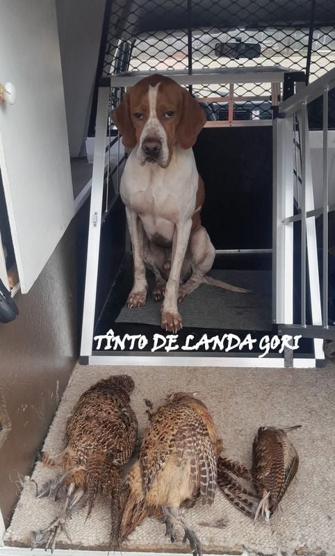 de landa gori - TINTO DE LANDA GORI/Chasse la bécasse et plus..Sud GIRONDE !