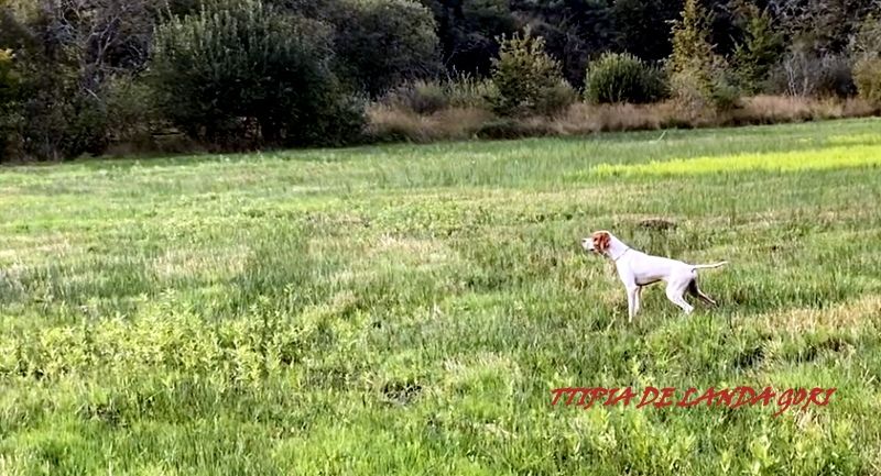 de landa gori - TTIPIA DE LANDA GORI :Chasse bécassines ..!