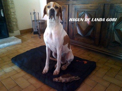 de landa gori - HAGUN DE LANDA GORI : Chasse à la bécasse !!!