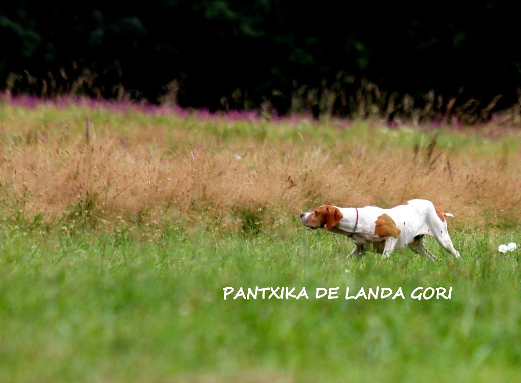 de landa gori - PANTXIKA DE LANDA GORI ;;Entraînement sur cailles sauvages!