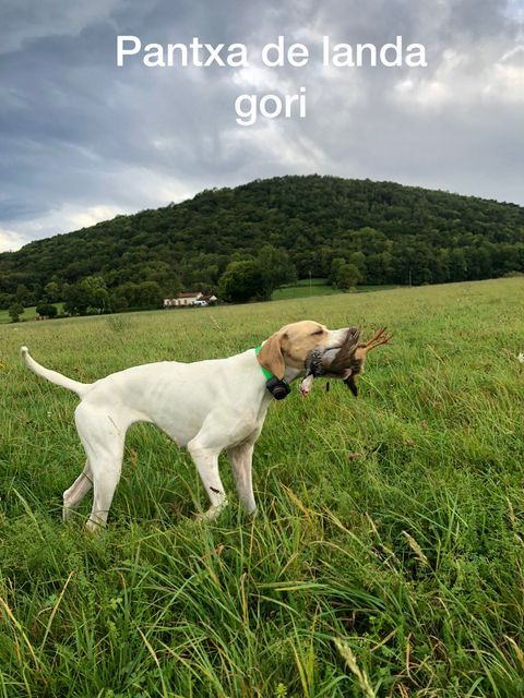 de landa gori - PANTXA DE LANDA GORI :Chasse le perdreau montagne Pyrenees !