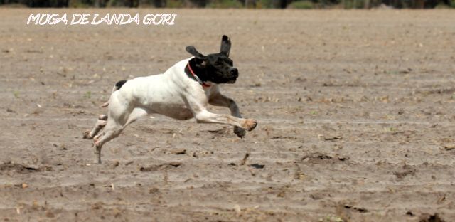 de landa gori - MUGA DE LANDA GORI : Entraînement Les Allures ..