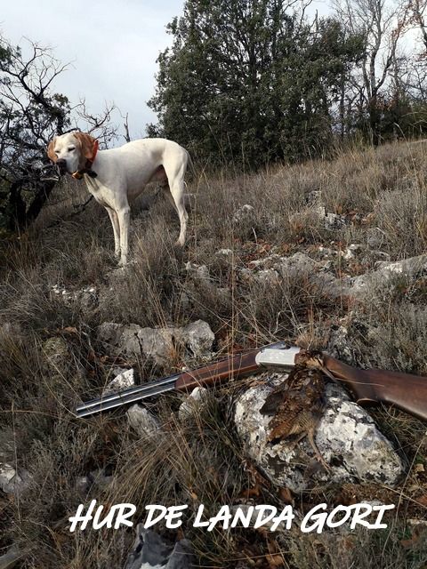 de landa gori - HUR DE LANDA GORI ;Chasse la bécasse SUD EST !