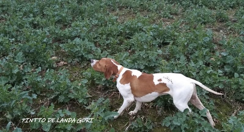 de landa gori - Le fils ; PINTTO DE LANDA GORI ...!