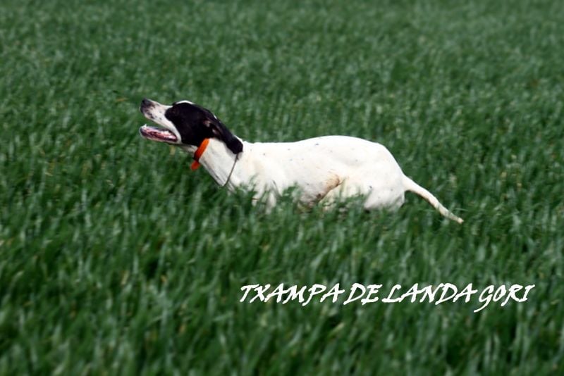 de landa gori - TXAMPA DE LANDA GORI/20 mois entraînement printemps!