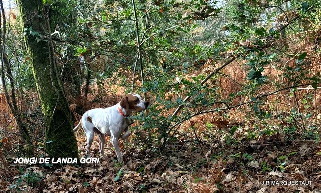 de landa gori - JONGI DE LANDA GORI : Chasse à la bécasse !!!