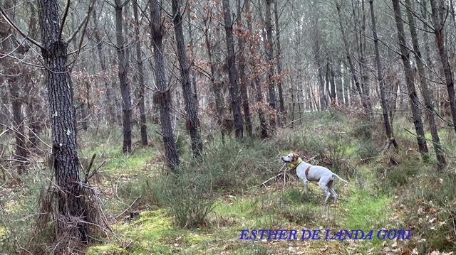 de landa gori - ESTHER DE LANDA GORI (11ans) Chasse la bécasse dans les LANDES !