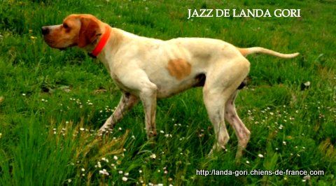 de landa gori - JAZZ DE LANDA GORI...Training !!