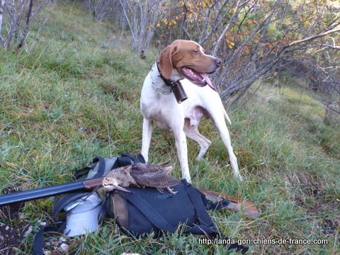 de landa gori - HEGI DE LANDA GORI ..Chasse bécasses en Montagne !