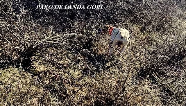 de landa gori - PAKO DE LANDA GORI ;Entraînement SERBIE 