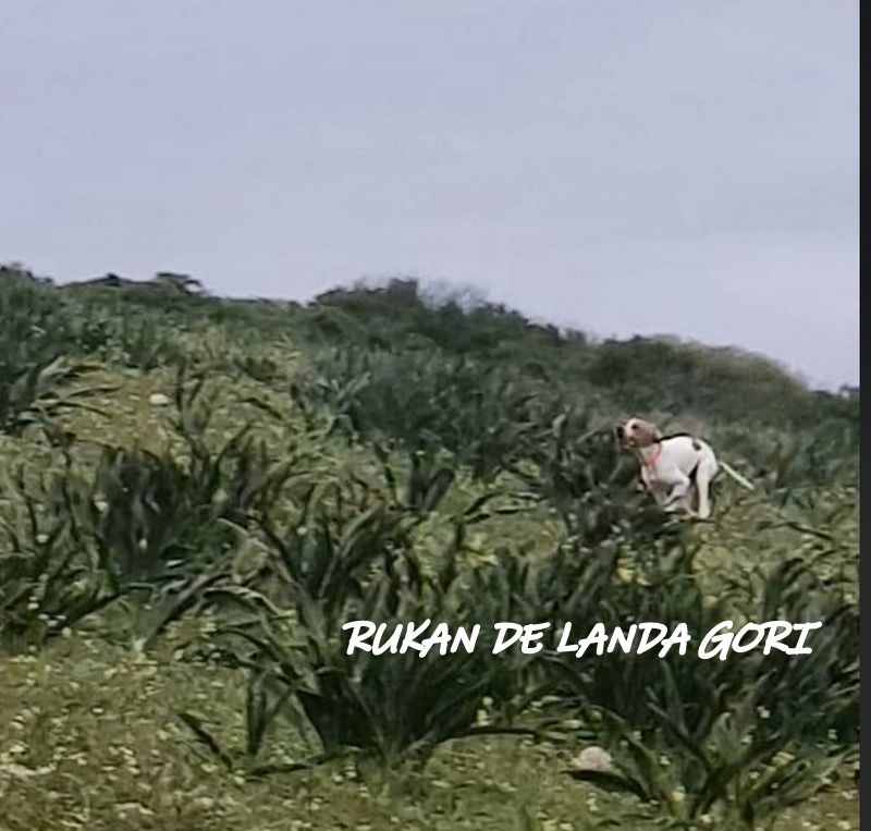 de landa gori - RUKAN DE LANDA GORI ;Chasse la perdrie Gambras MAROC !