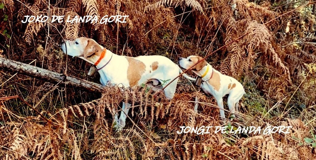 de landa gori - JOKO ET JONGI DE LANDA GORI ;Chasse la bécasse dans les LANDES !