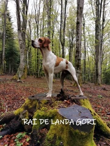 de landa gori - RAÏ DE LANDA GORI  montagne ARDECHE !