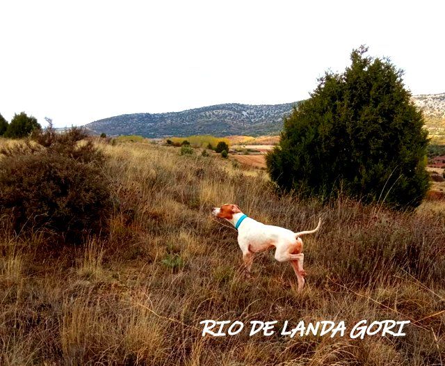 de landa gori - RIO DE LANDA GORI :Chasse le perdreaux rouge ESPAGNE !