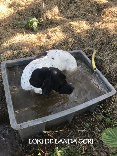 de landa gori - LOKI DE LANDA GORI ..A l'eau ..!