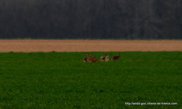 de landa gori - les liévres du PRINTEMPS 2014 !!