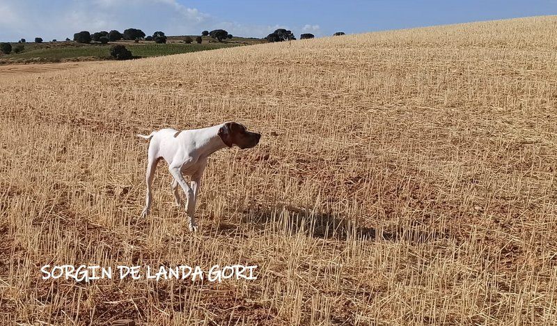 de landa gori - SORGIN DE LANDA GORI ::Ouverture chasse de la caille Espagne 2022 ! 