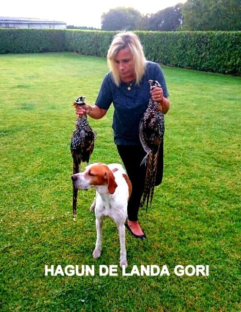 de landa gori - HAGUN DE LANDA GORI: Chasse aux faisans vénérés !!!