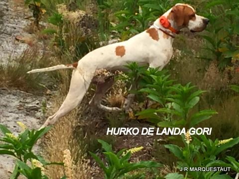 de landa gori - HURKO DE LANDA GORI..Entraînement sur cailles !!!