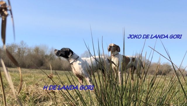 de landa gori - H et JOKO DE LANDA GORI :Entraînement bécassines !