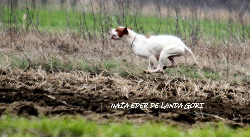 de landa gori - NAÏA EDER DE LANDA GORI RCACT SERBIE