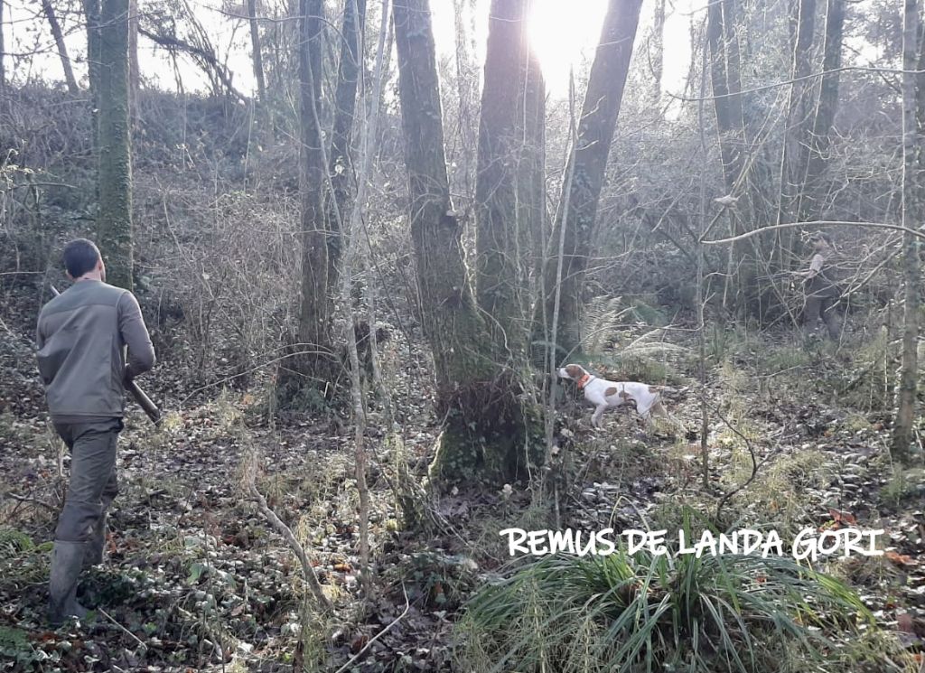 de landa gori - REMUS DE LANDA GORI: Chasse la bécasse LANDES !