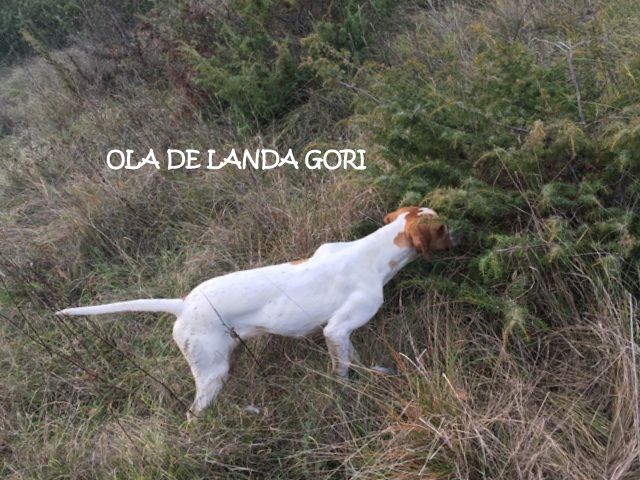 de landa gori - OLA DE LANDA GORI (7mois) Chasse la bécasse HERAULT .!!