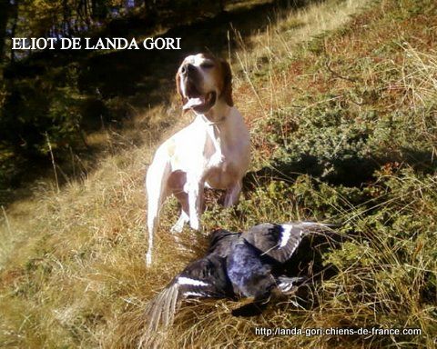 de landa gori - ELIOT DE LANDA GORI..Chasse TETRAS dans les ALPES !!