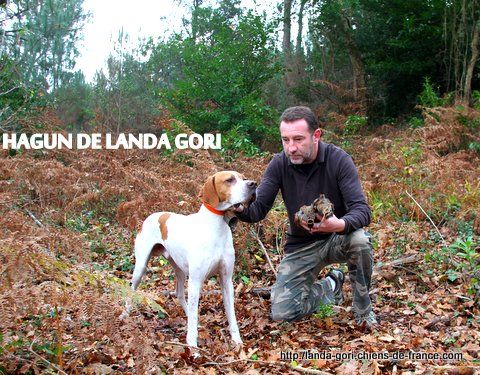 de landa gori - HAGUN DE LANDA GORI..Chasse à la bécasse !!!