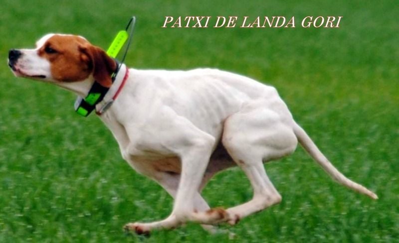 de landa gori - PATXI DE LANDA GORI : Entraînement "Printemps"