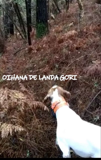 de landa gori - OIHANA DE LANDA GORI :Chasse LANDES !