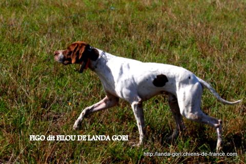 de landa gori - FIGO dit FILOU DE LANDA GORI...Training cailles sauvages !!