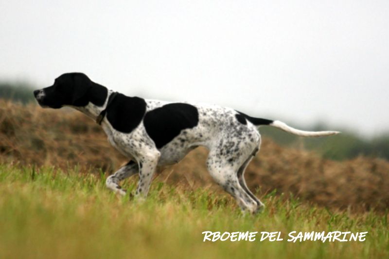 de landa gori - BOEME DE SAMMARINESE ;Entraînement..